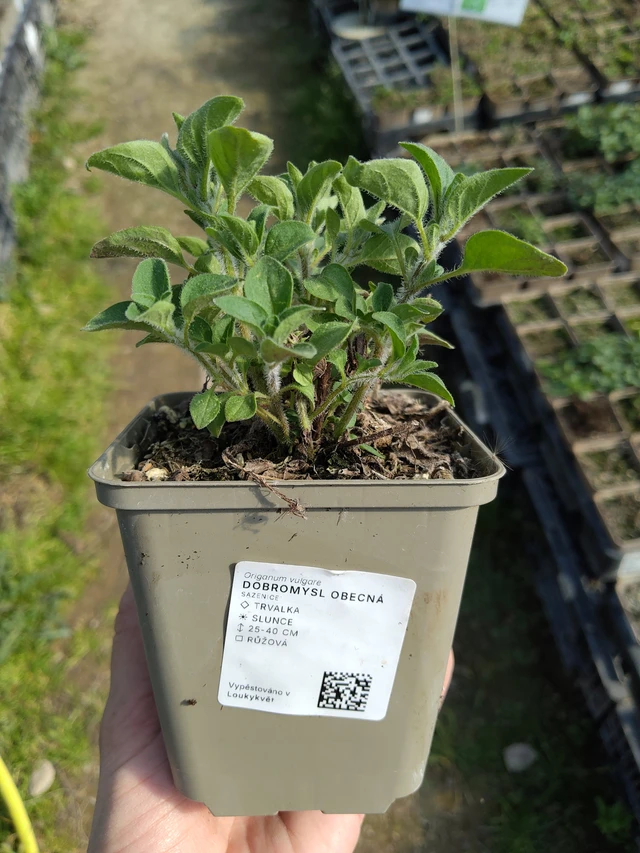 Mäkimeirami - 27. 3. 2026