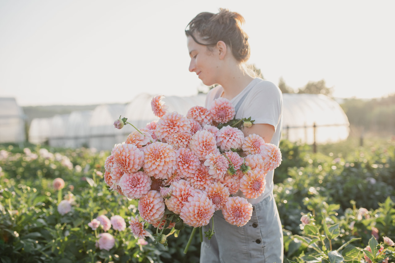 Daalia Peaches, Loukykvět