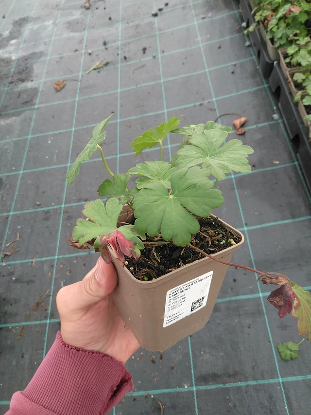 Peittokurjenpolvi Cambridge - 21. 7. 2025