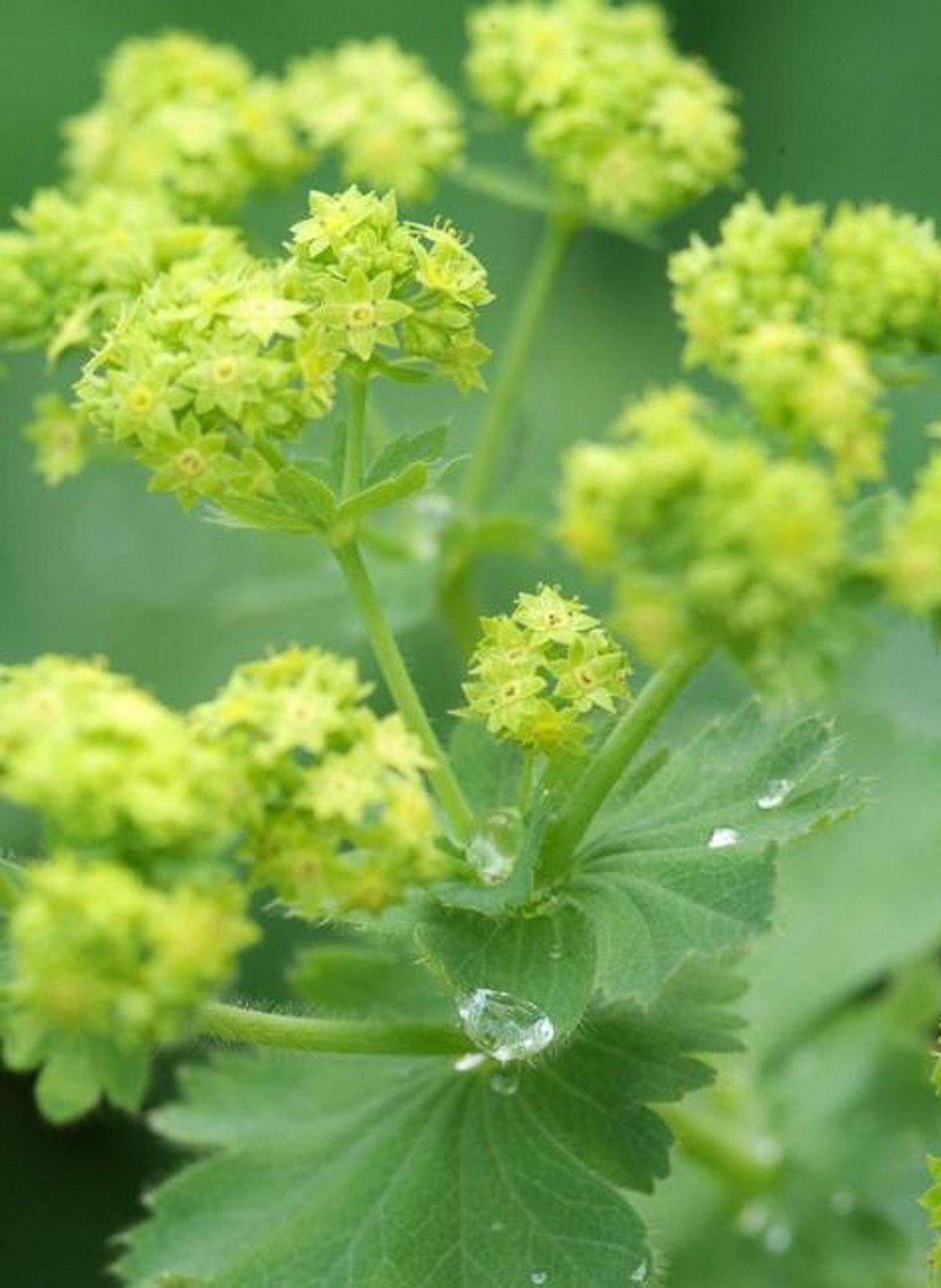 Alchemilla Robustica, Loukykvět