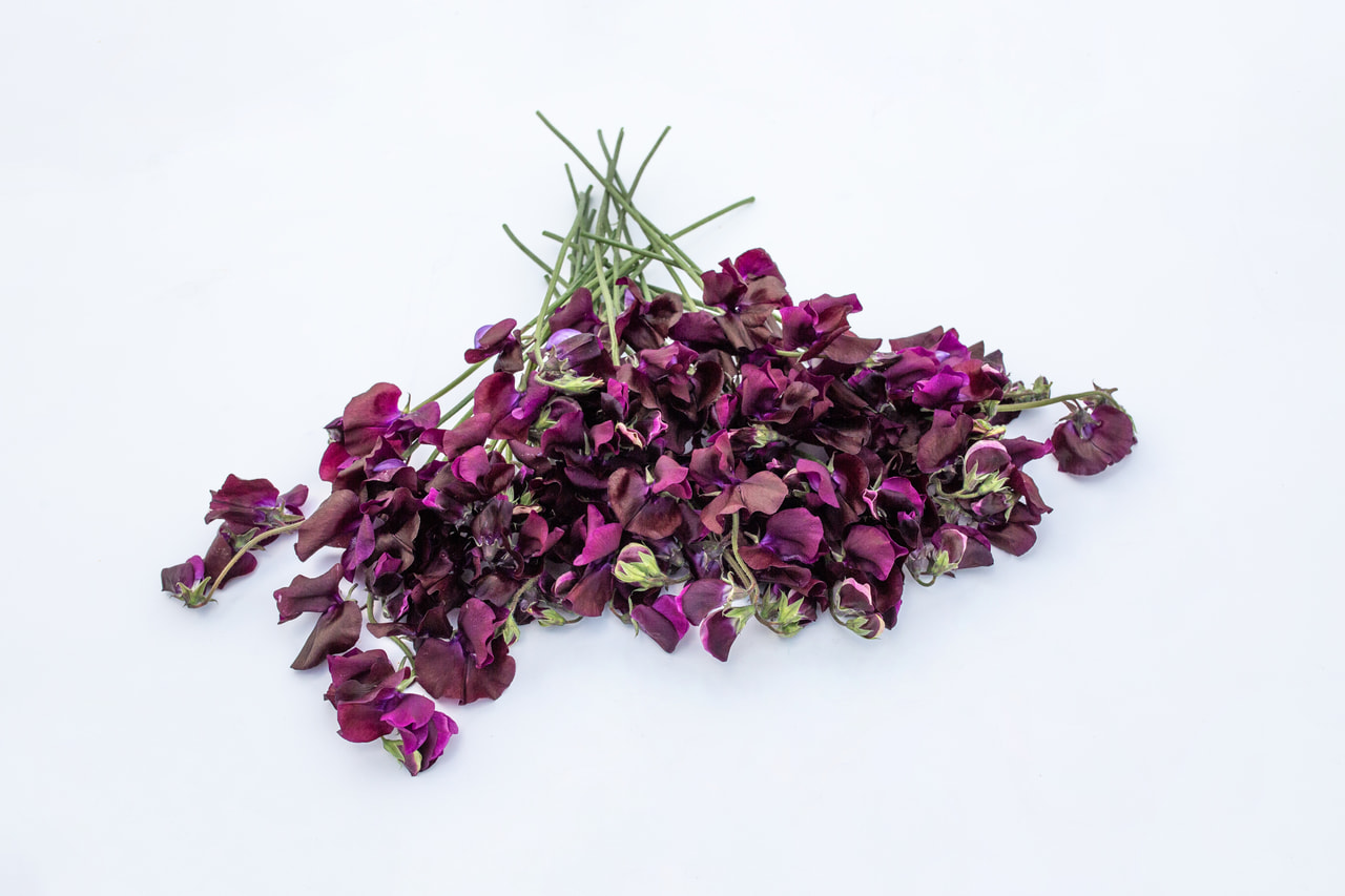 Lathyrus Spring Sunshine Burgundy, Loukykvět