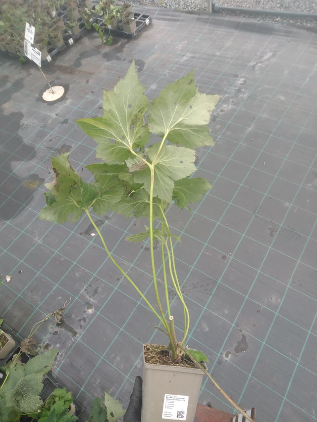 Syysvuokko Königin Charlotte - 23. 10. 2025