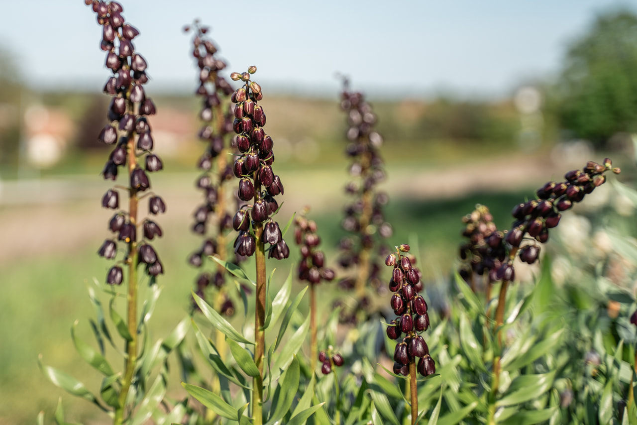 Fritillaria persica Purple Dynamite, Loukykvět