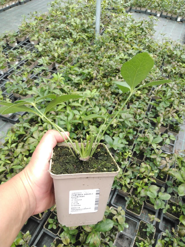 Jouluruusu Double Ellen Pink - 2024