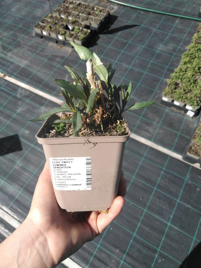 Syysleimu Sweet Summer Sensation - 3. 4. 2025