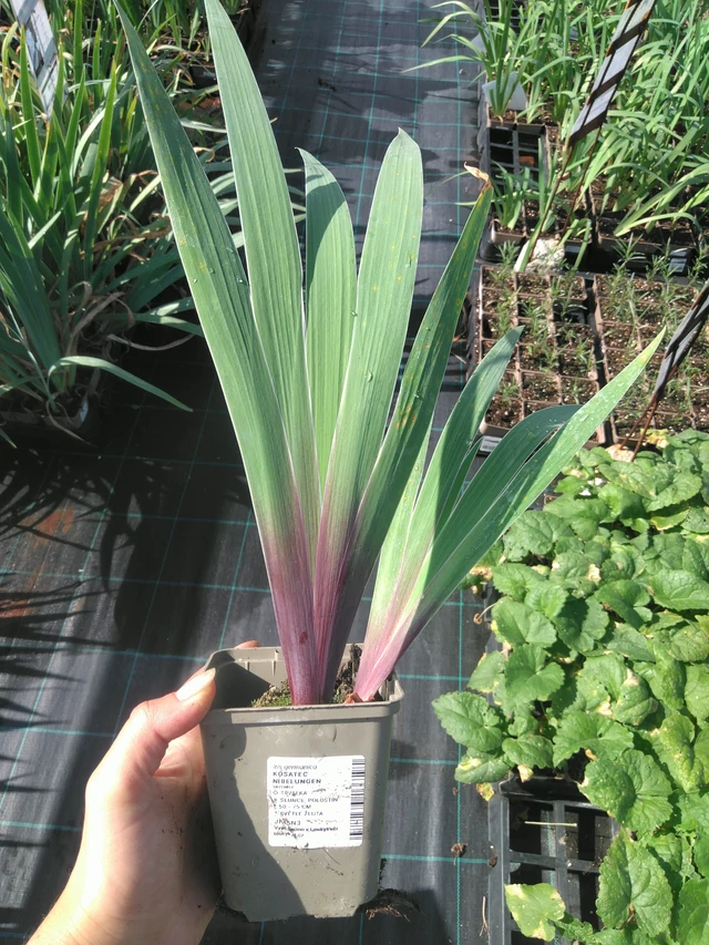 Kurjenmiekka Nibelungen - 11. 7. 2025