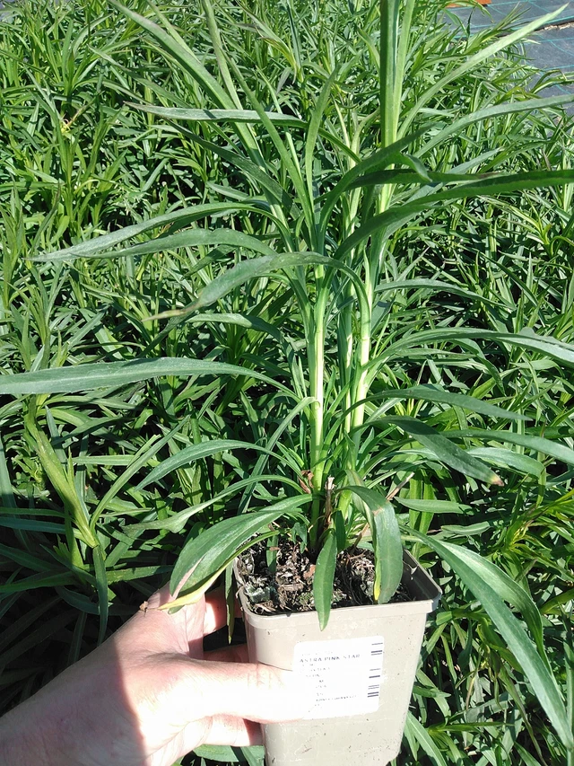 Asteri Pink Star - 13. 5. 2025