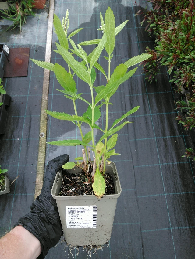 Verbena hastata White Spires - 10. 9. 2025