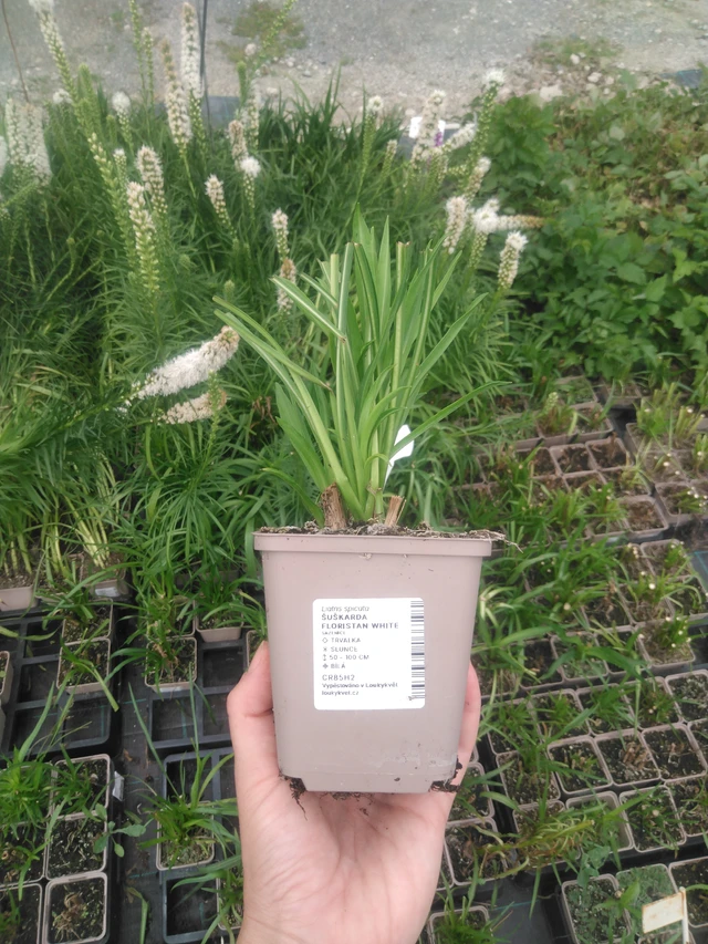 Punatähkä Floristan White - 2024