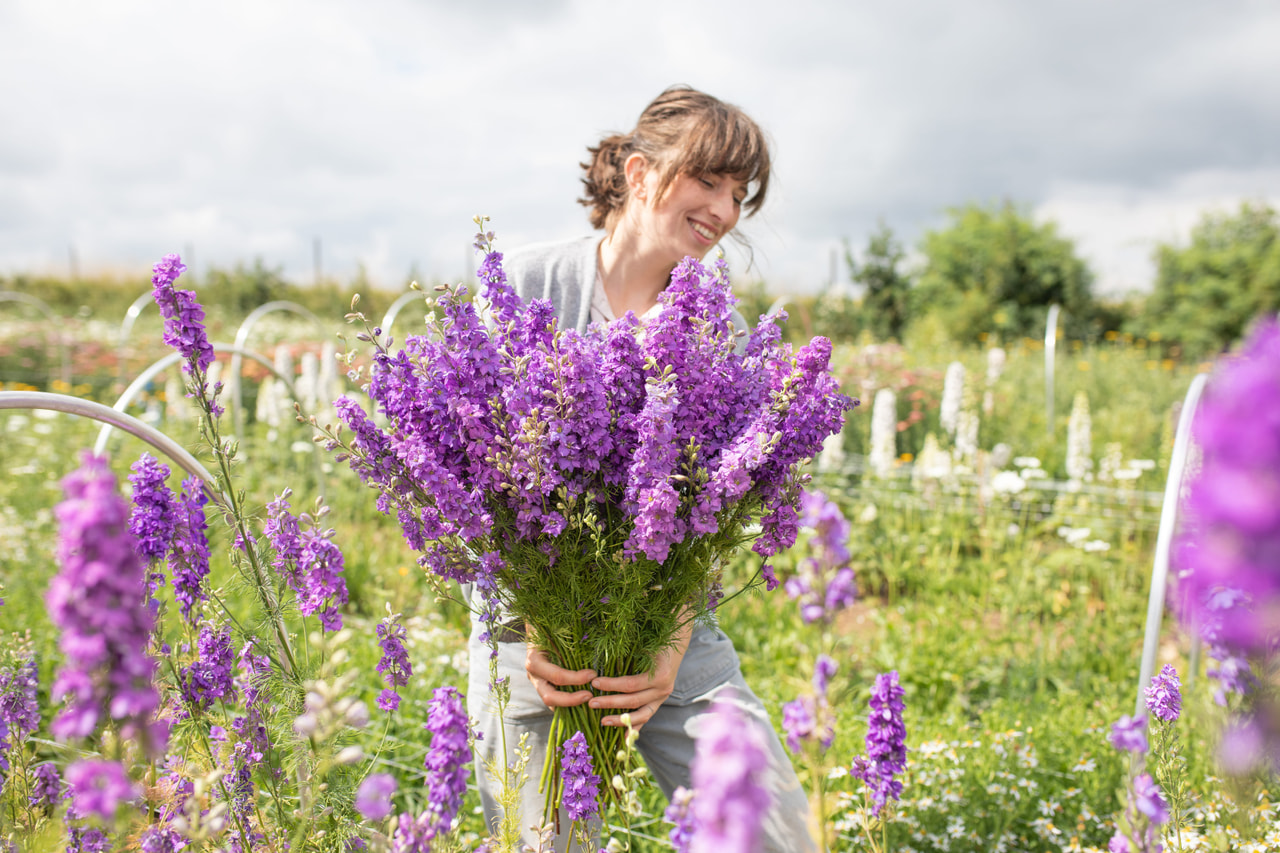 Larkspur QIS Lilac, Loukykvět