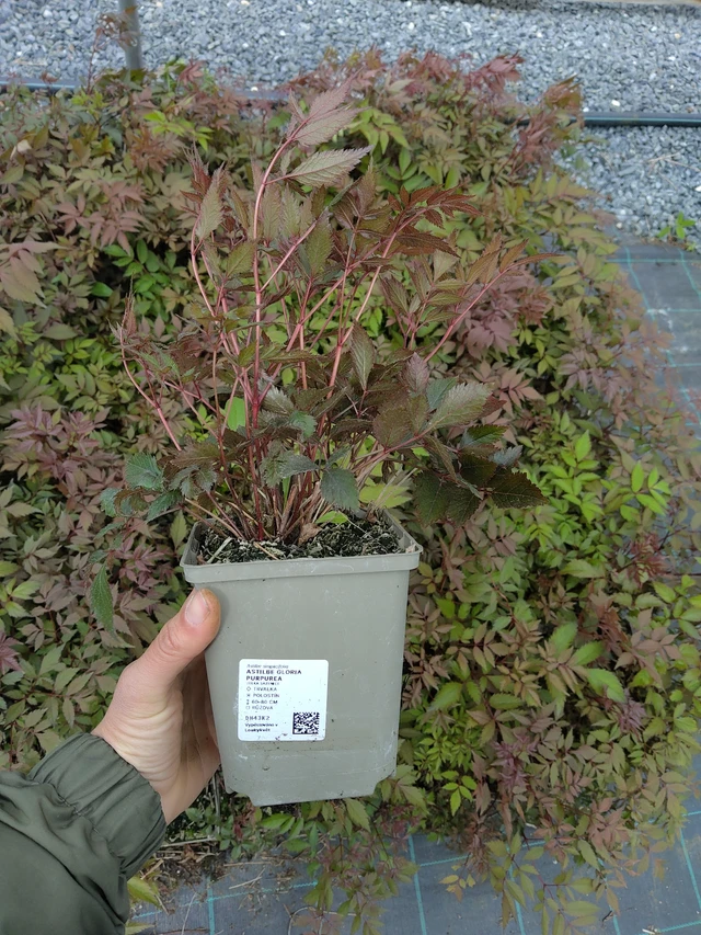 Astilbe Gloria Purpurea - 13. 5. 2026