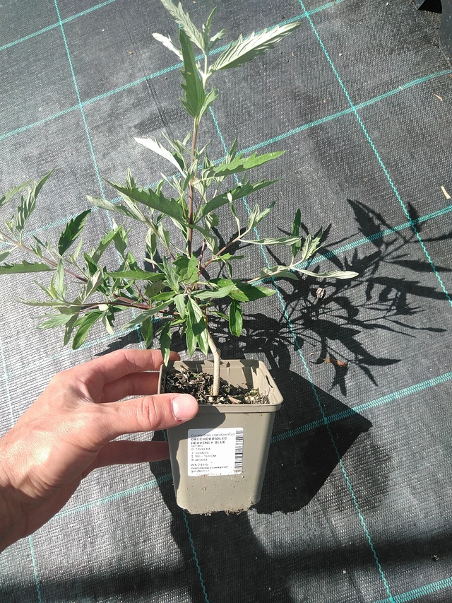 Caryopteris Heavenly Blue - 24. 6. 2025