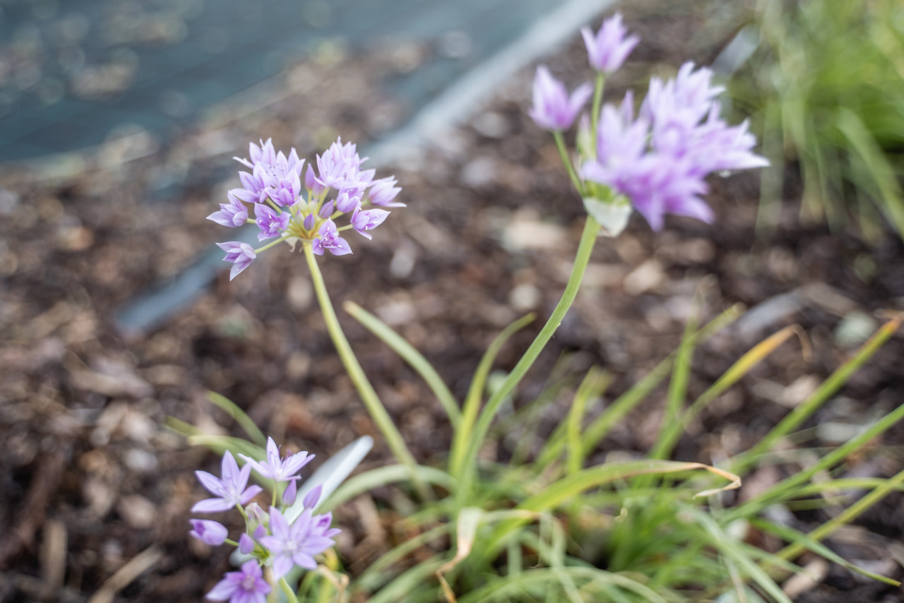 Allium unifolium Eros, Loukykvět