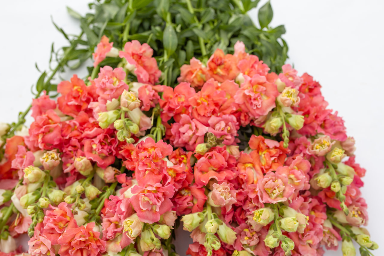 Leijonankita Madame Butterfly Bronze&White, Loukykvět