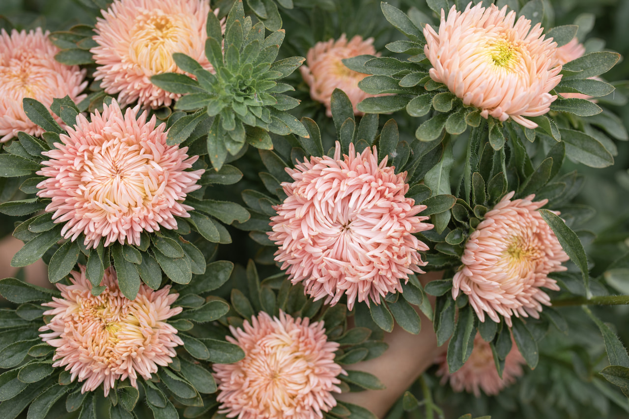 Kiinanasteri Lady Coral Salmon, Loukykvět