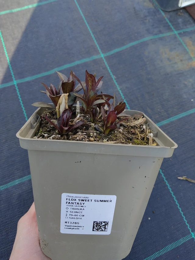 Leimu Sweet Summer Fantasy - 27. 3. 2026