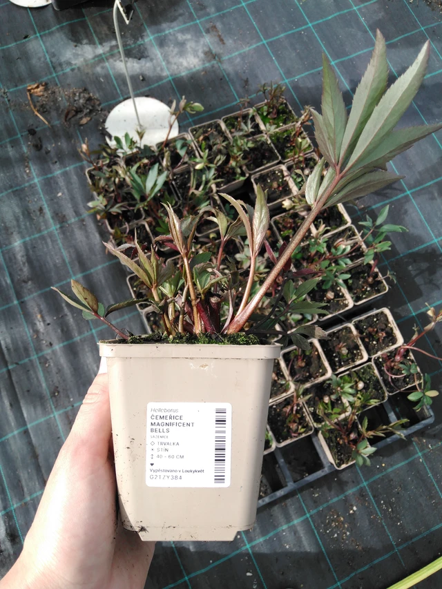 Jouluruusu Magnificent Bells - 2024