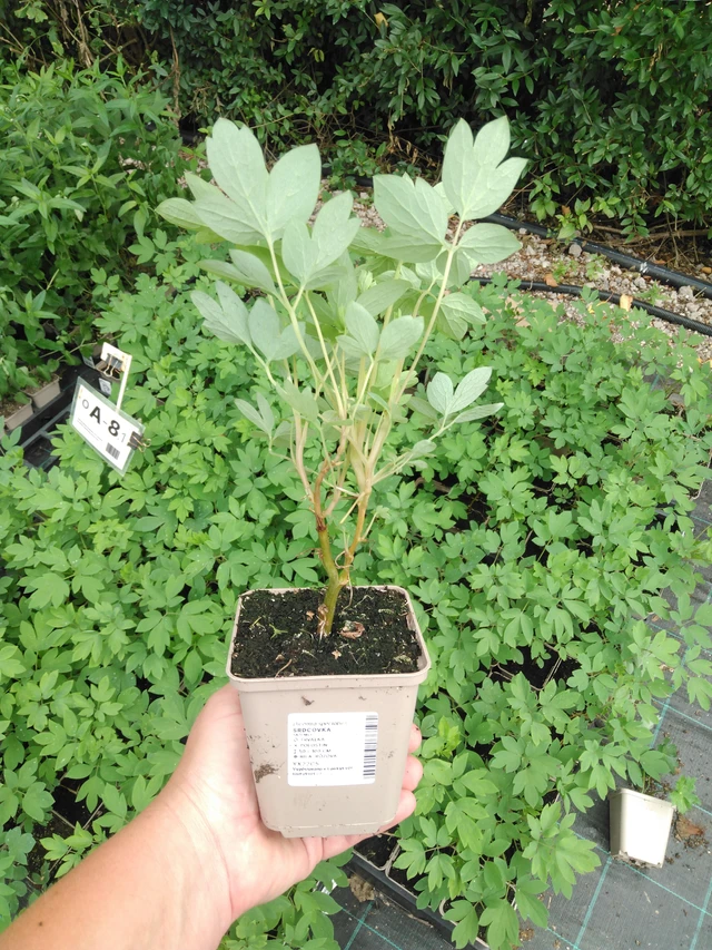 Särkynytsydän - 2024