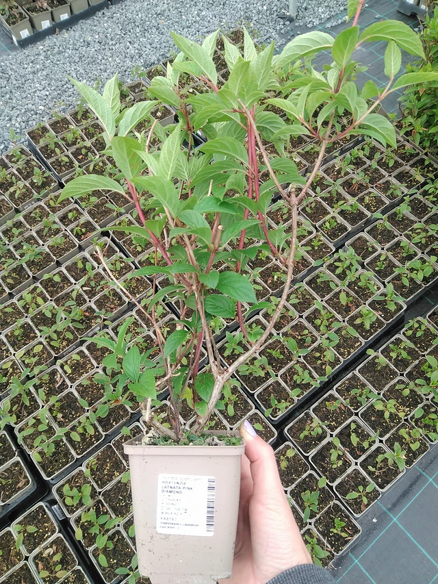 Syyshortensia Pink Diamond - 9. 6. 2025