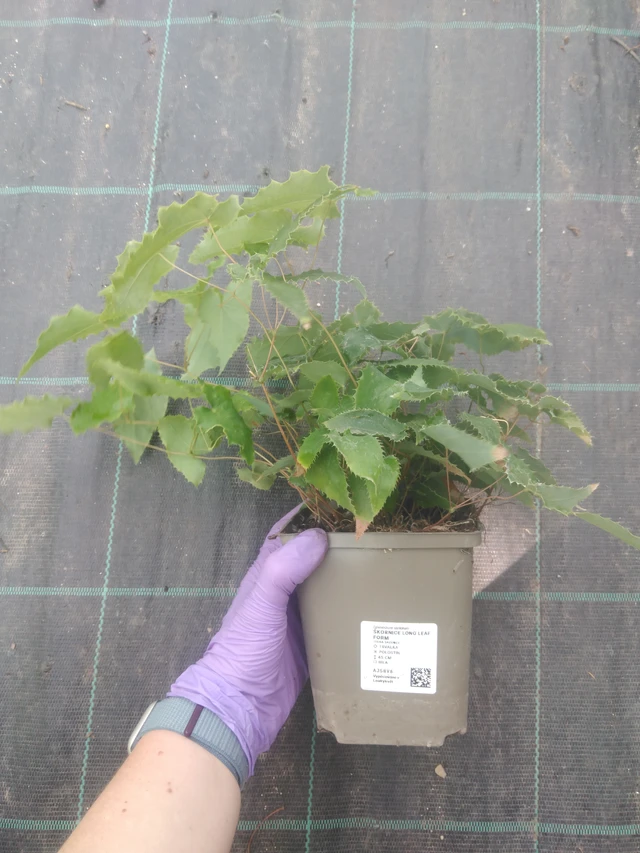 Epimedium Long Leaf Form - 10. 7. 2025