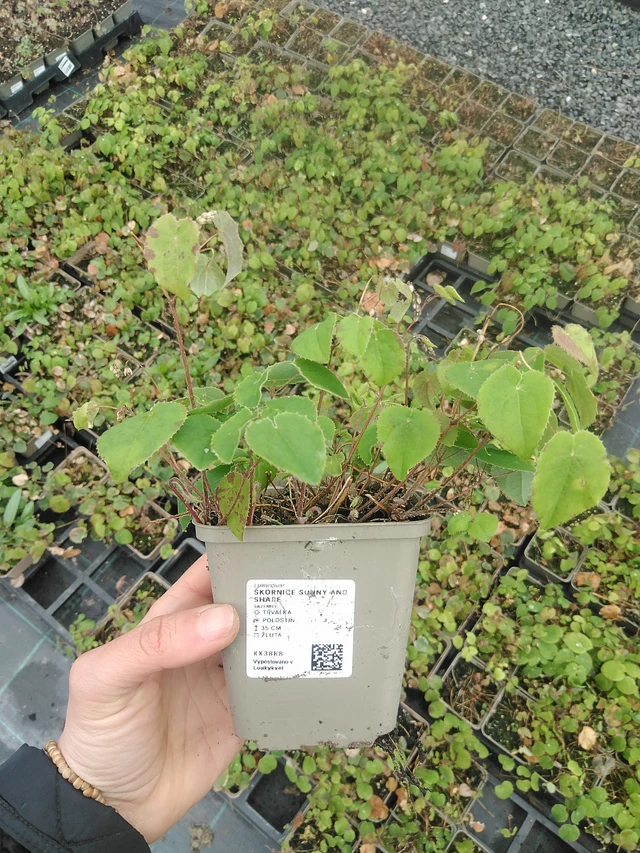 Epimedium Sunny and Share - 20. 4. 2026