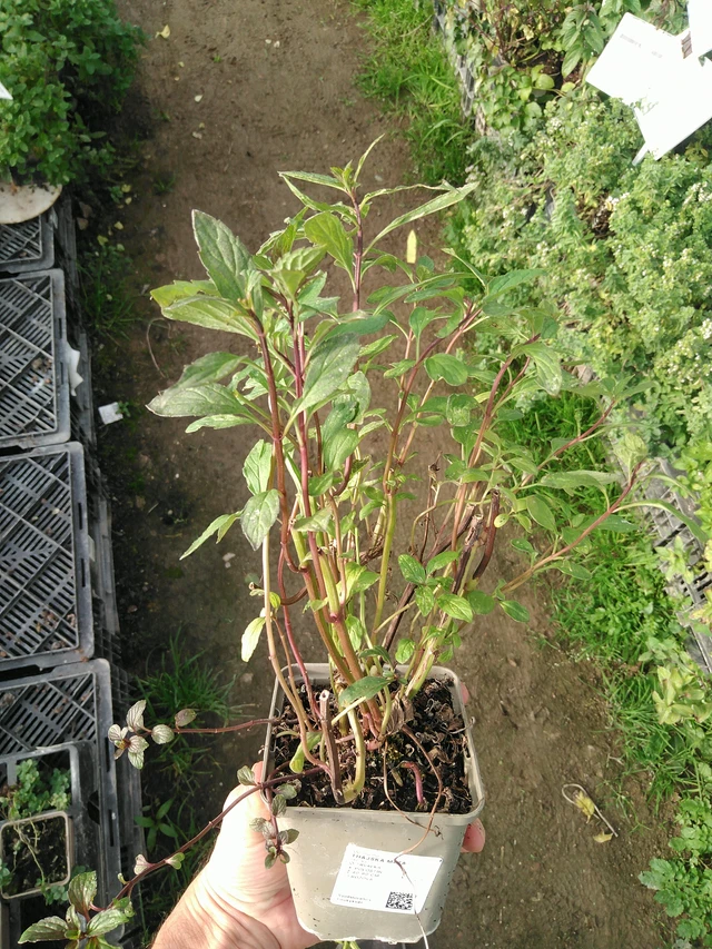 Thaiminttu - 31. 10. 2025