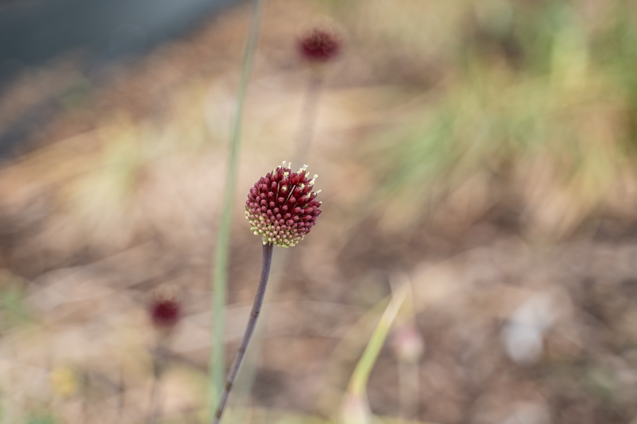 Allium Red Mohican, Loukykvět