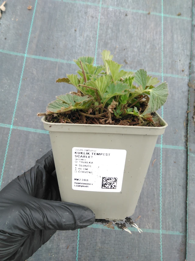 Geum Tempest Scarlet - 1. 4. 2026