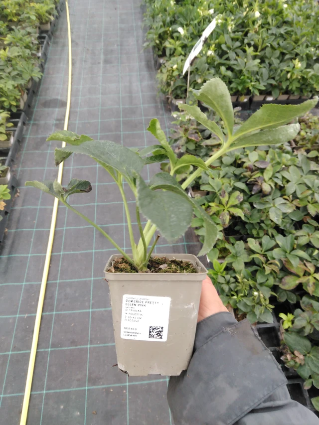 Jouluruusu Pretty Ellen Pink - 10. 9. 2025