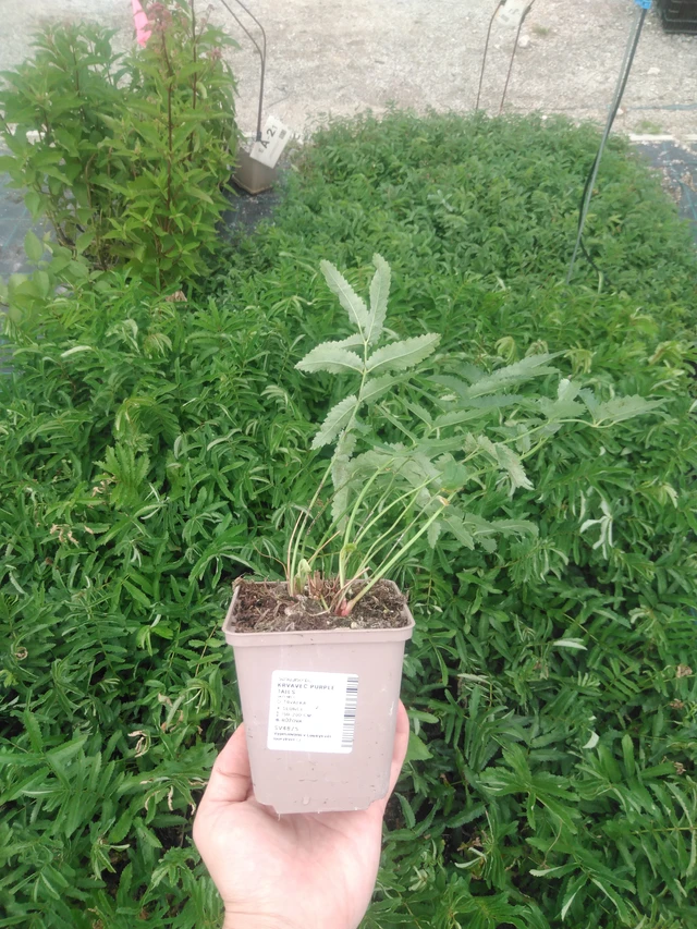 Luppio Purple Tails - 2024