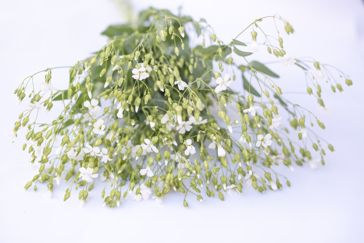 Lehmalill White Beauty, Loukykvět