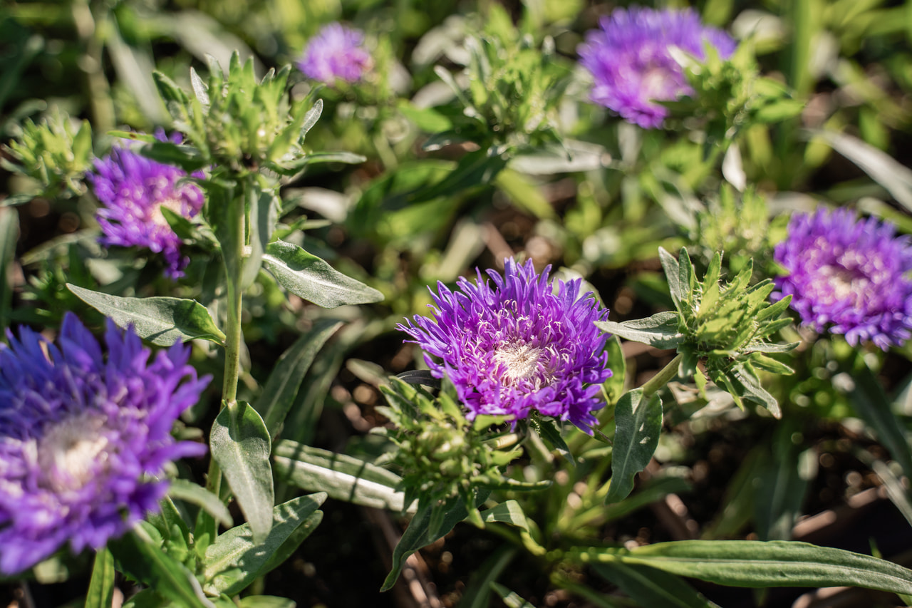 Stokesia Klaus Jelitto, Loukykvět