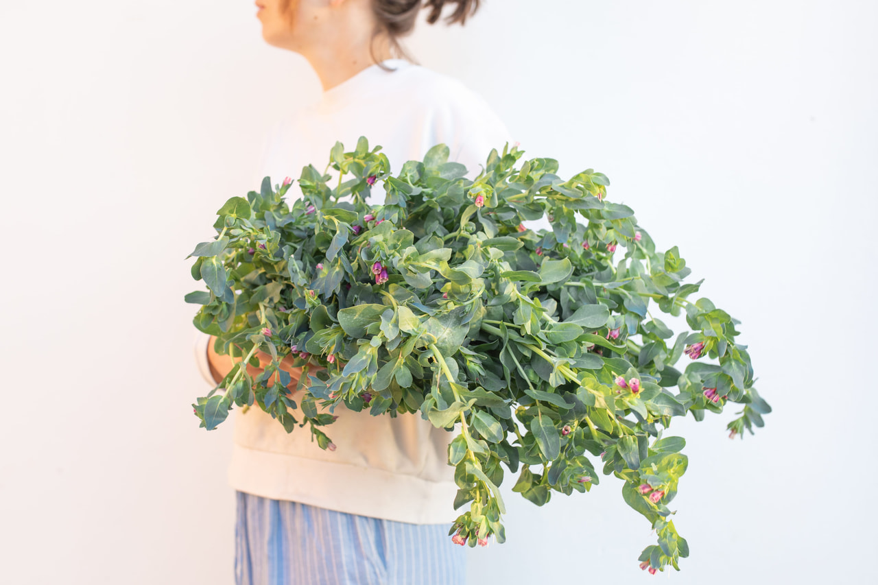 Stor Voksurt Kiwi Blue, Loukykvět