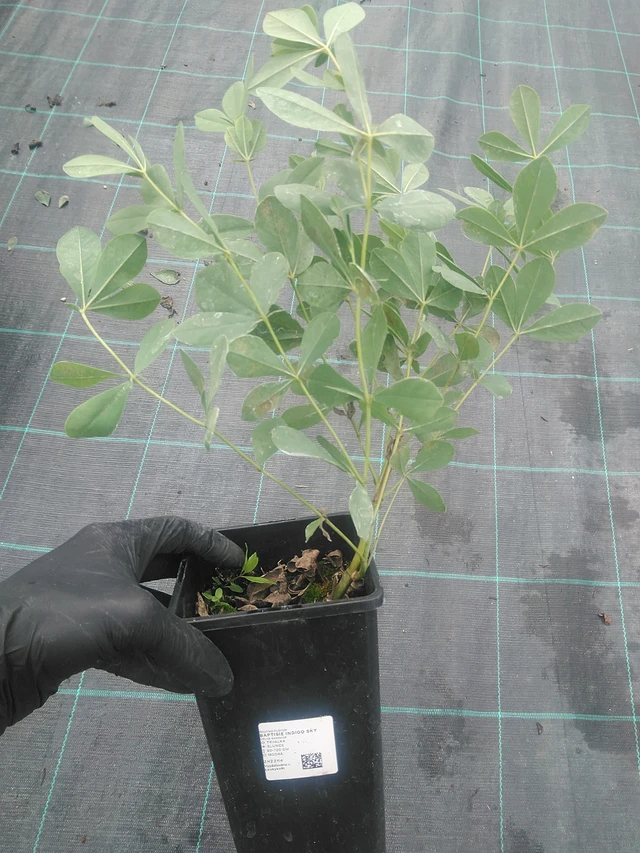 Baptisia Indigo Sky - 10. 9. 2025