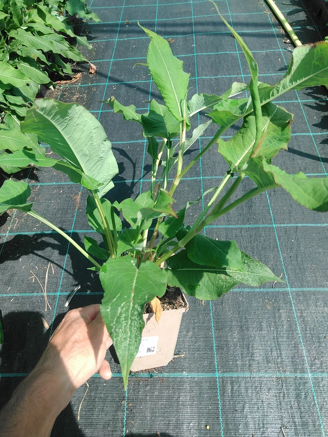 Konnantatar Alba - 24. 6. 2025