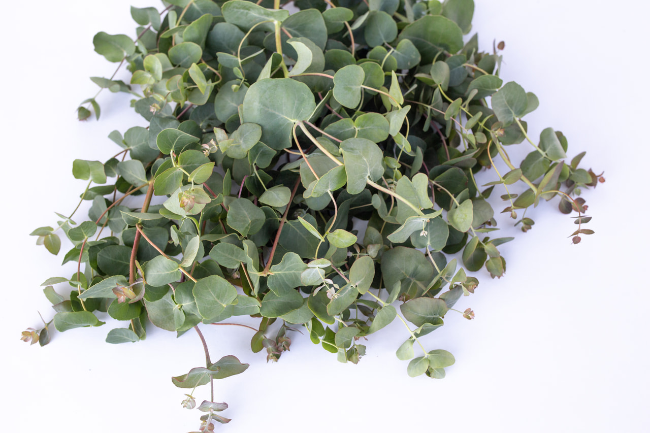 Eucalyptus Small Leaved Gum, Loukykvět