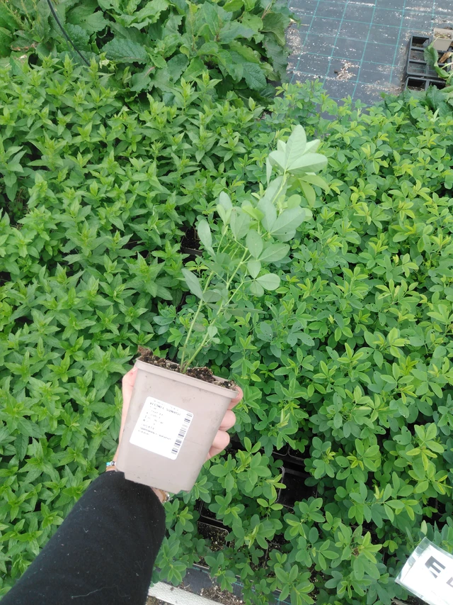 Revonpapu Sunrise - 2024