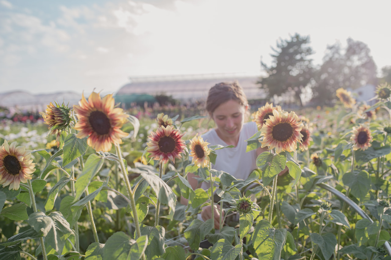 Zonnebloem ProCut Plum, Loukykvět