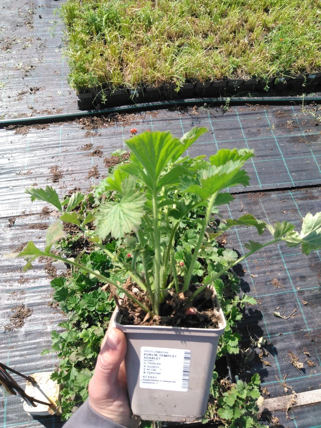 Geum Tempest Scarlet - 13. 5. 2025