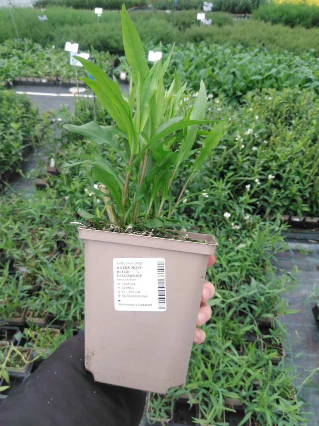 Syysasteri Fellowship - 2024