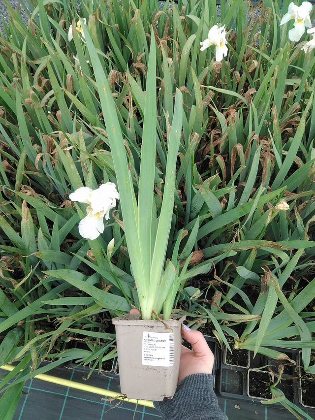 Kurjenmiekka Lugano - 9. 6. 2025