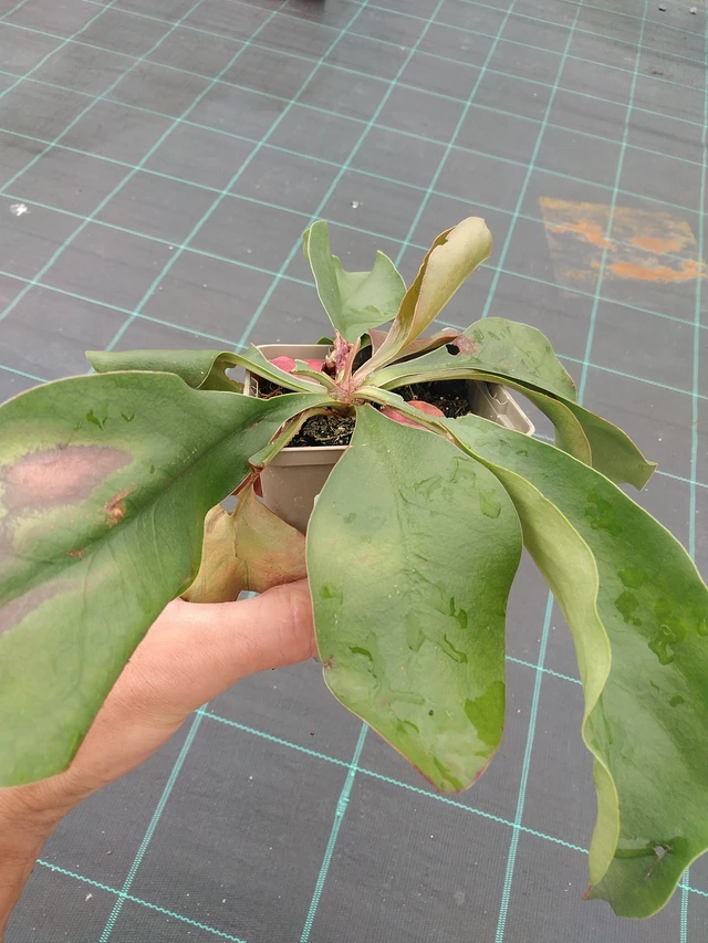 Estatice Tennessee Pink - 7. 7. 2025