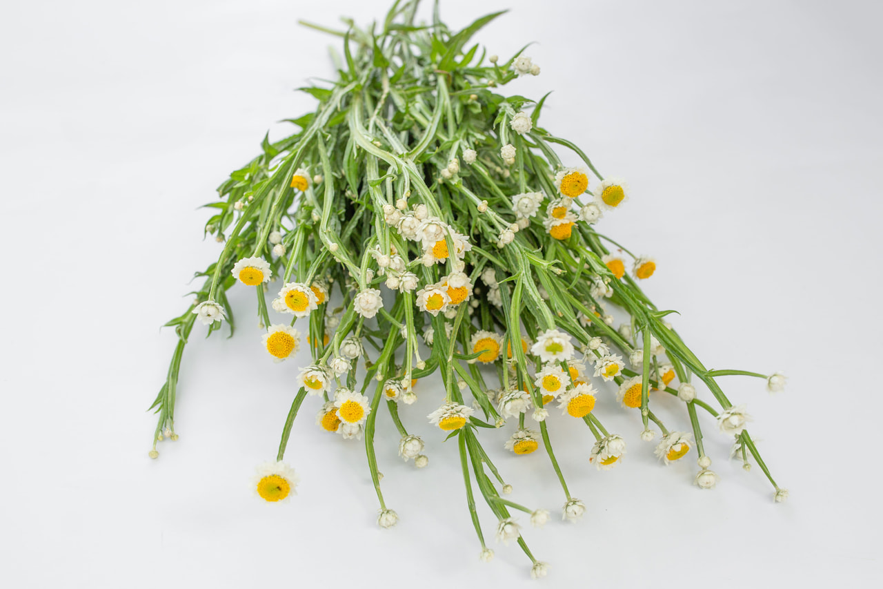 Sirosudenporkkana Grandiflorum, Loukykvět