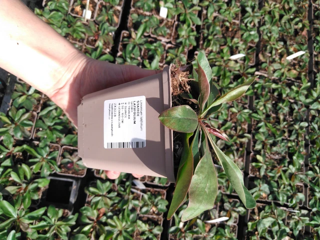 Hopeaikiviuhko - 2024