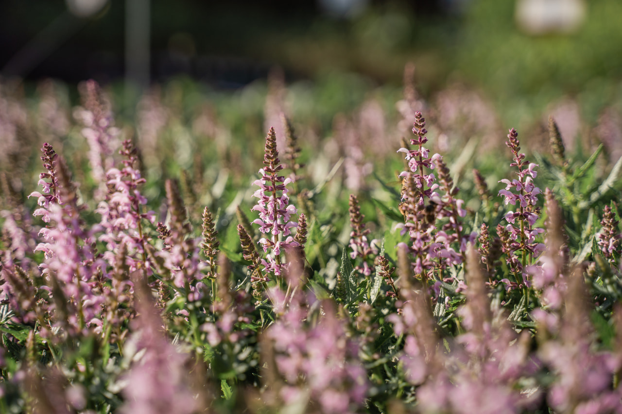 Salvia Feathers Flamingo, Loukykvět