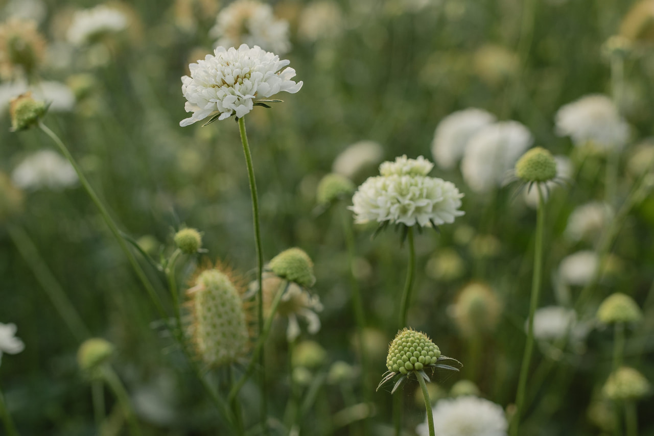 Escabiosa QIS White, Loukykvět