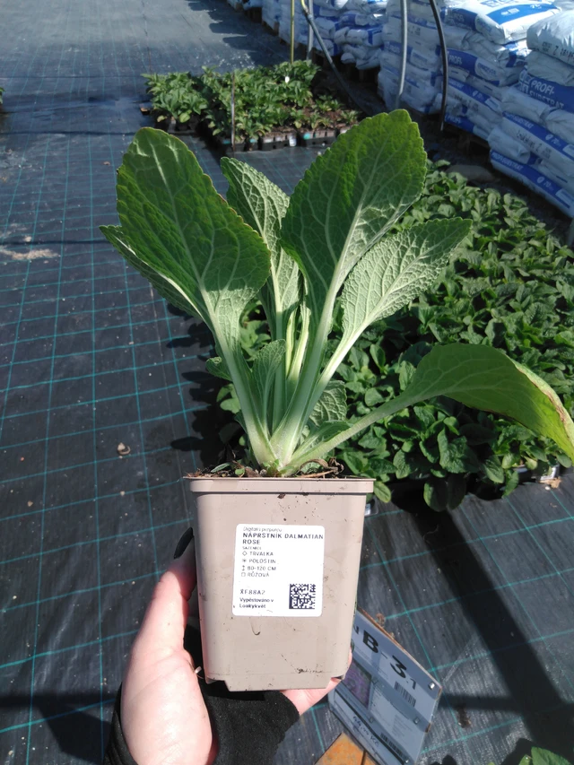 Sormustinkukka Dalmatian Rose - 13. 5. 2025