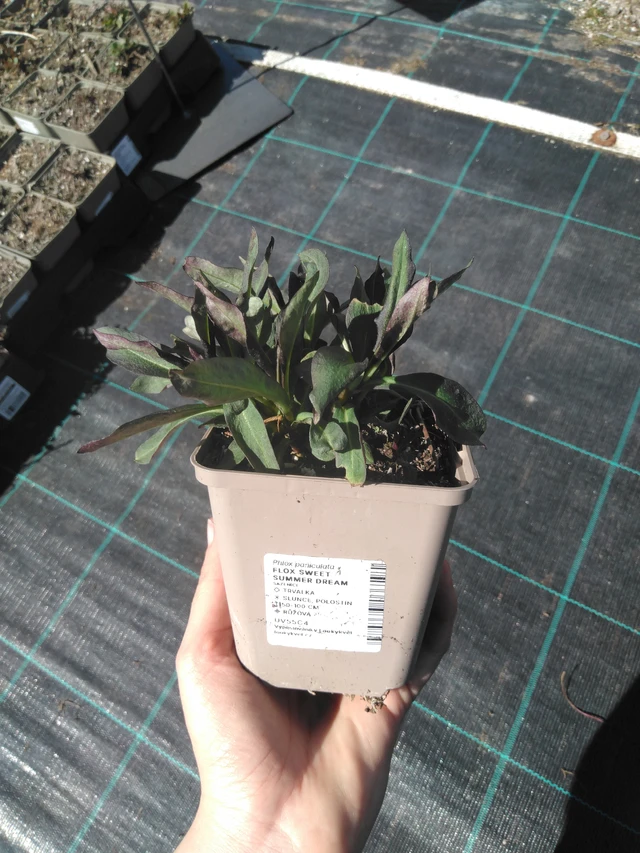 Syysleimu Sweet Summer Dream - 3. 4. 2025