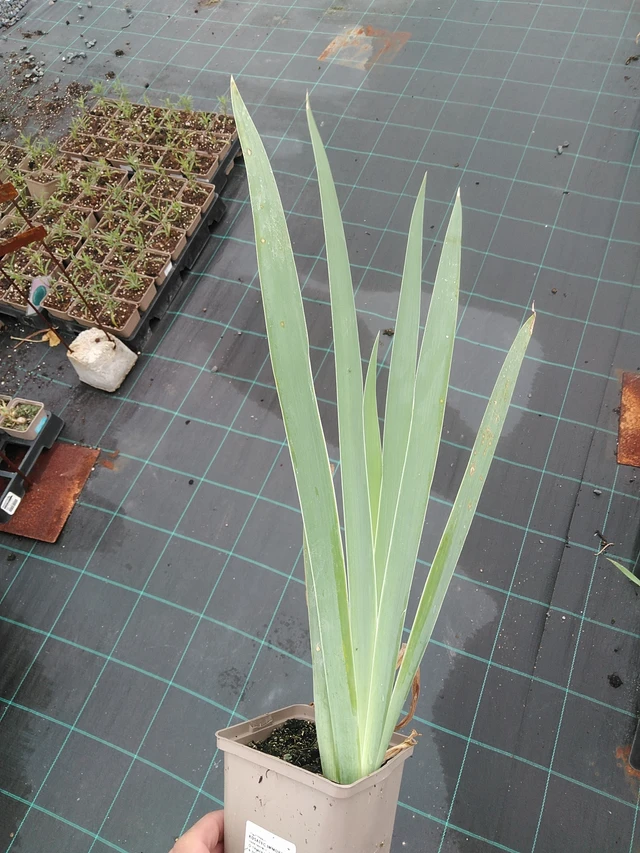 Tarhakurjenmiekka Immortality - 7. 7. 2025