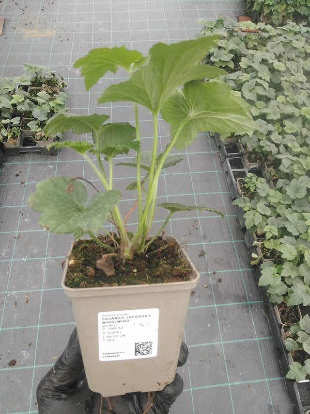 Syysvuokko Whirlwind - 4. 8. 2025